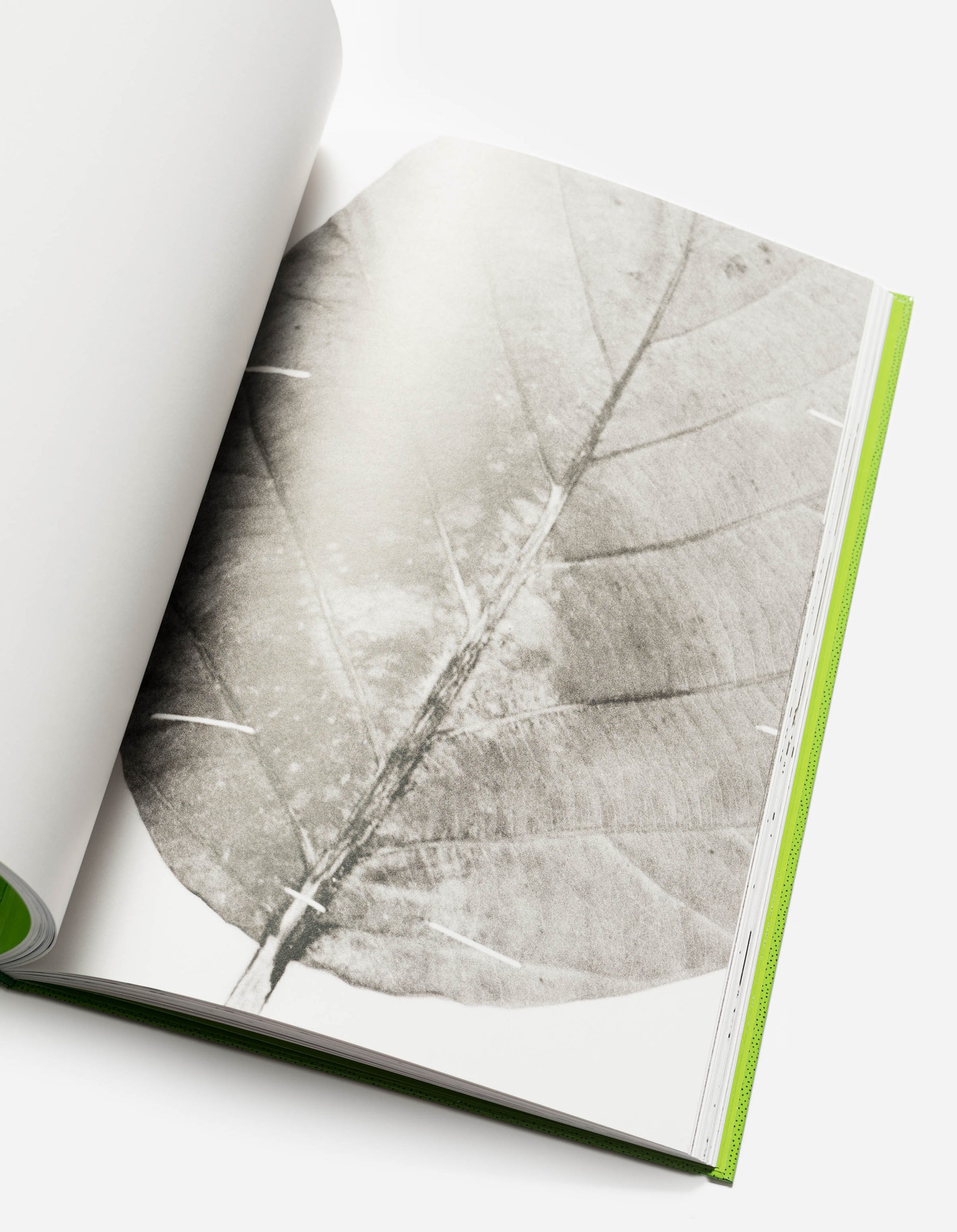 Open book with a black and white leaf illustration on a white background